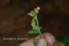 Crotalaria evolvuloides